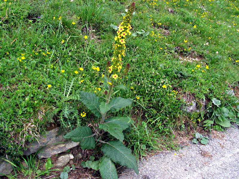 Verbascum alpinum Turra / Verbasco alpino